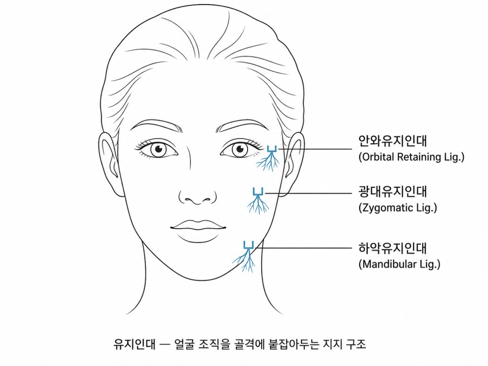 안와유지인대, 광대유지인대, 하악유지인대 위치